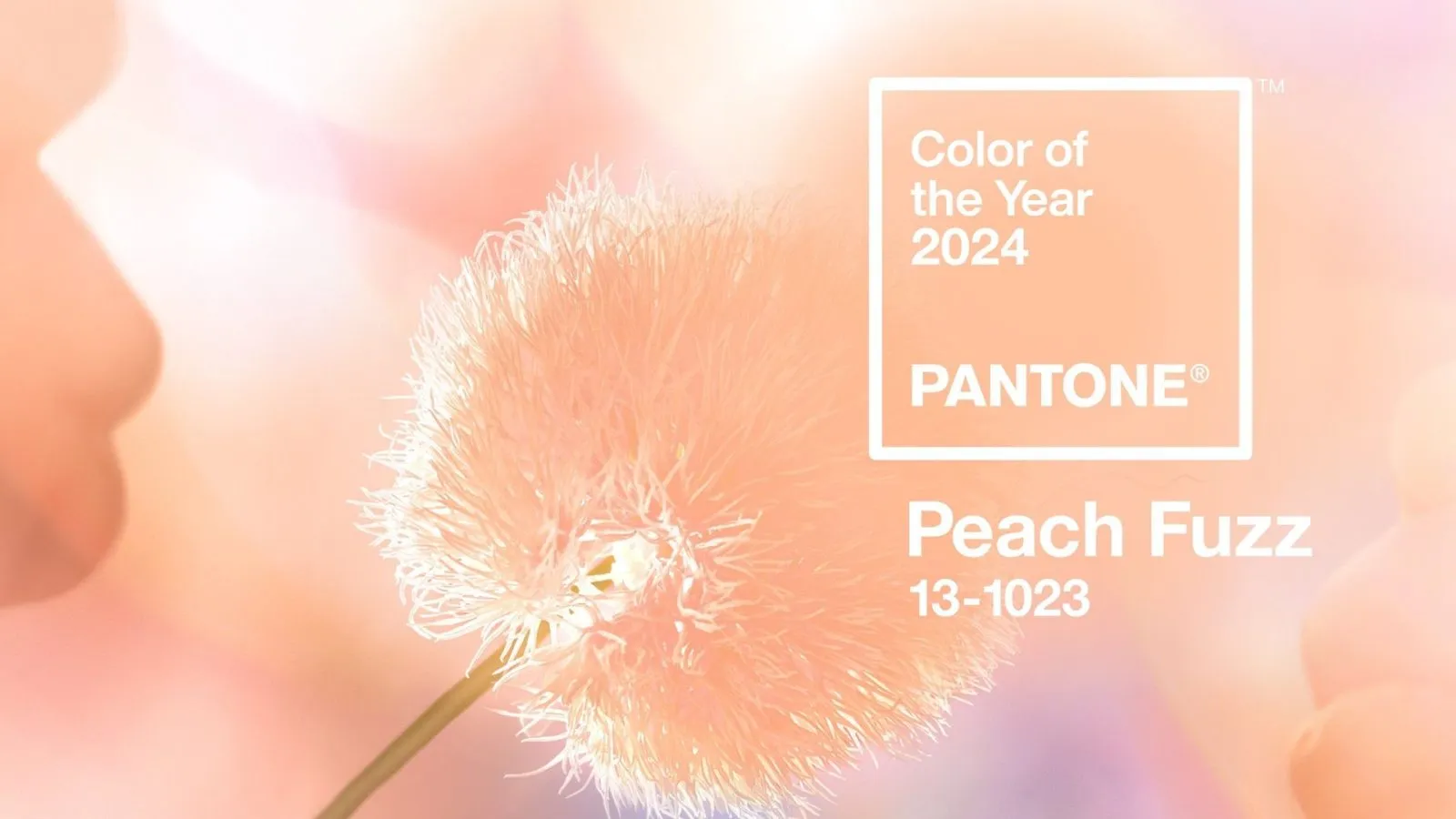 pantone peach fuzz